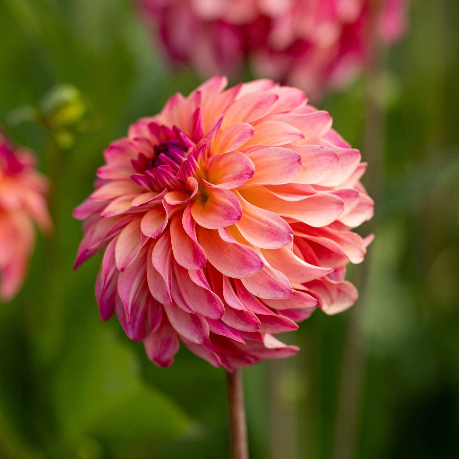 Dahlia 'Belfloor'